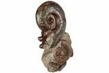 Free-Standing Fossil Ammonite Display - France #227341-1